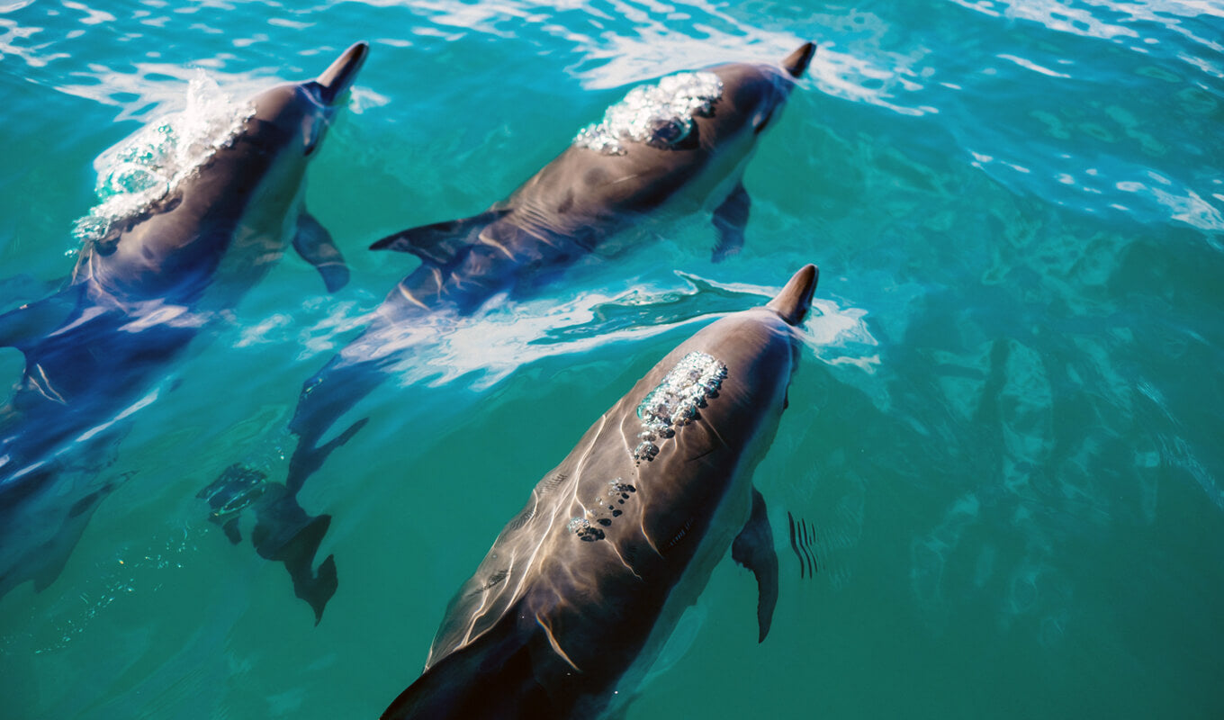 Group of dolphins
