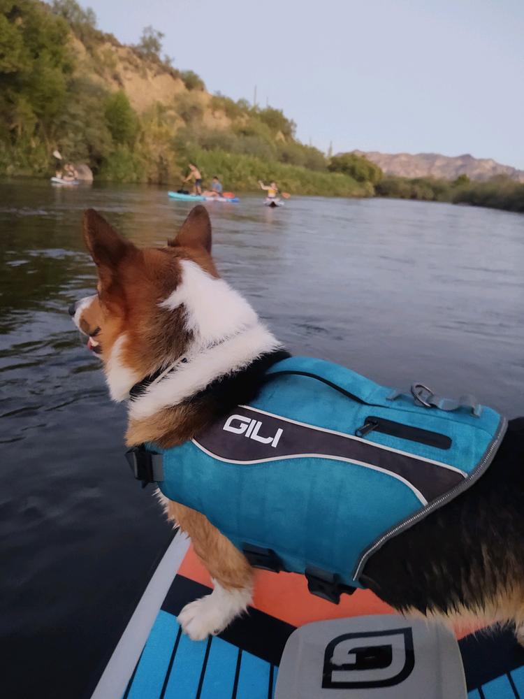 Dog Life Jacket Flotation Device - Customer Photo From Caitlin M