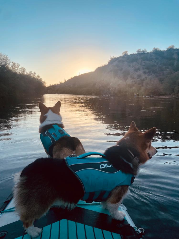 Dog Life Jacket Flotation Device - Customer Photo From Caitlin M
