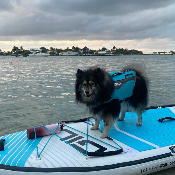 Dog Life Jacket Flotation Device - Customer Photo From Daniel Jacobs