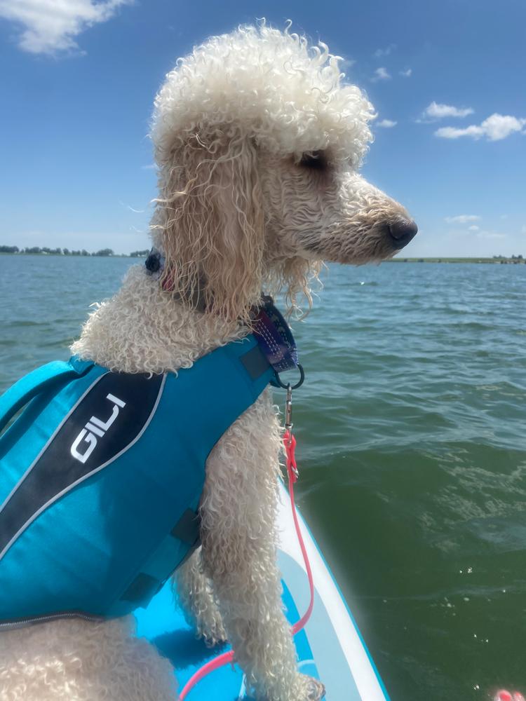 Dog Life Jacket Flotation Device - Customer Photo From Tish Mason