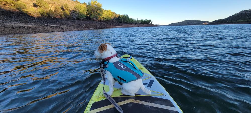 Dog Life Jacket Flotation Device - Customer Photo From Lynette Johnson