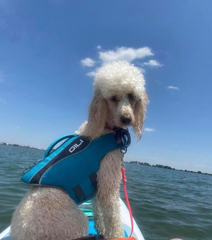 Dog Life Jacket Flotation Device - Customer Photo From Tish Mason