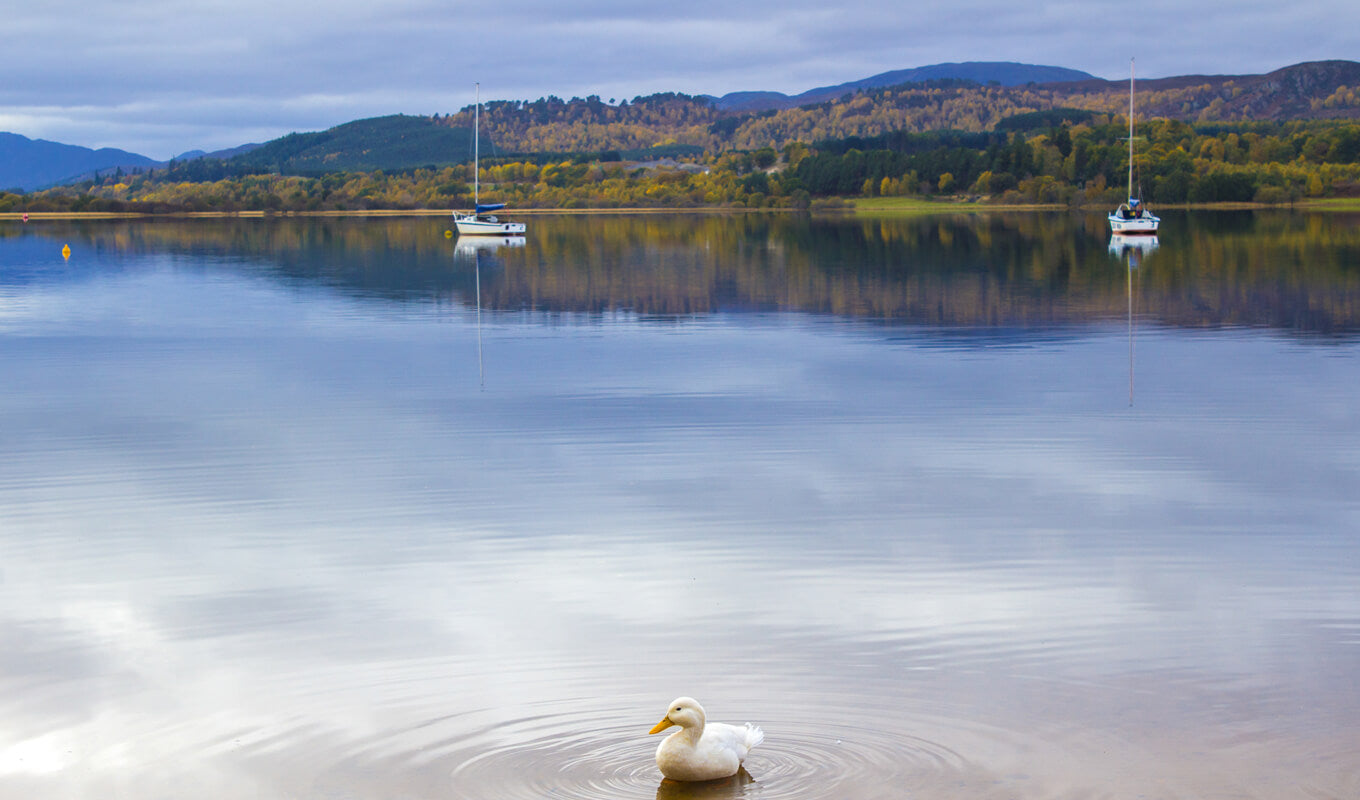 A duck and a yacht on Loch Ness in Scottish Highlands