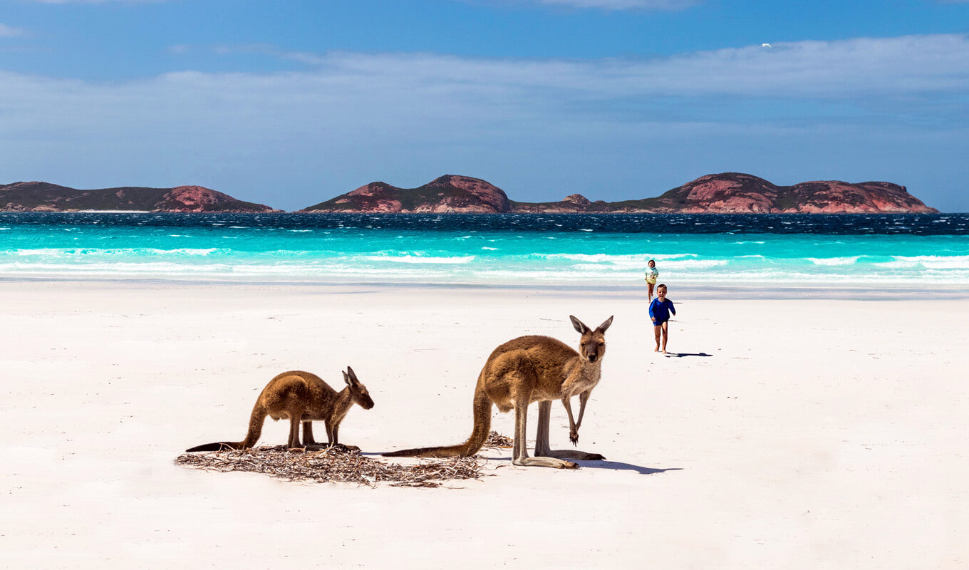 Kangaroos at Kangaroo Island, South Australia