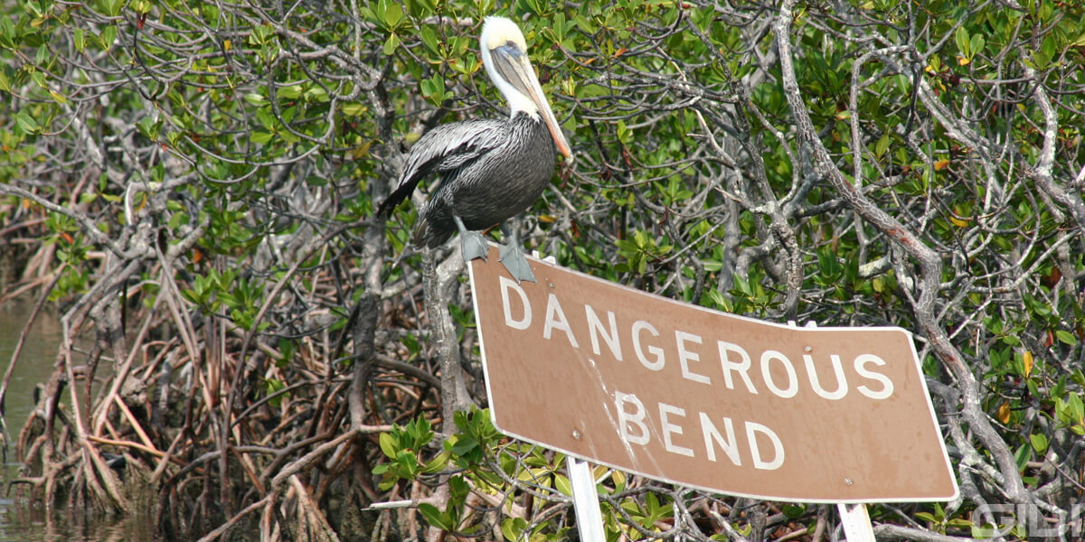 Paddle Board Mangroves