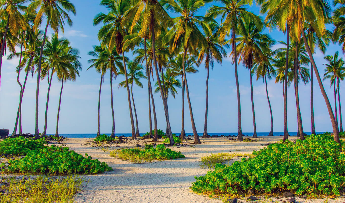 Palm trees of Honaunau bay, Kona