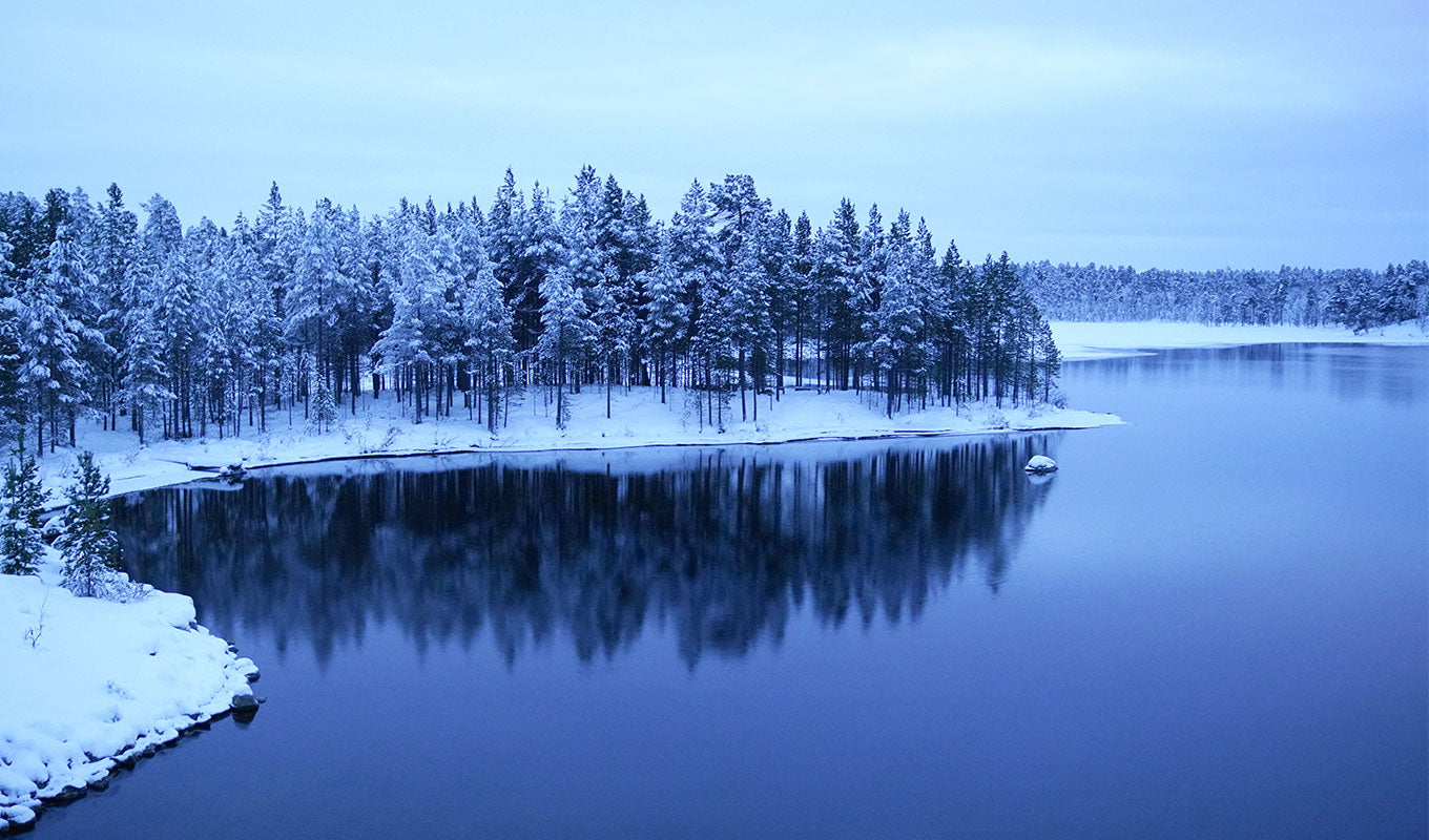 Forest by a lake