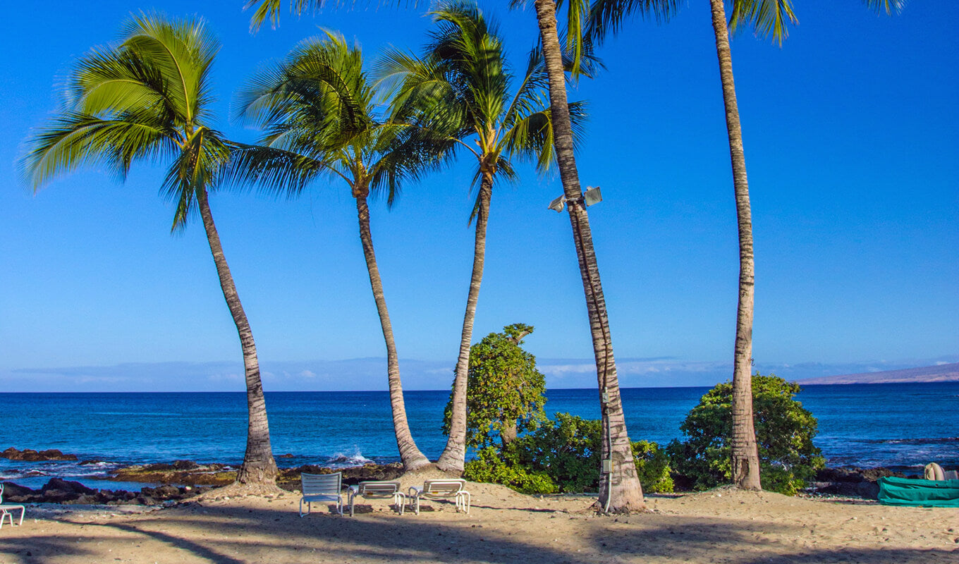 Palm trees of Puako bay, Kona