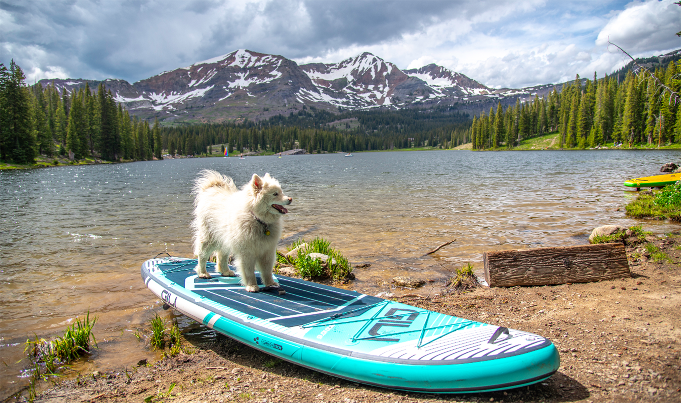 Best paddle board for dogs - dog on gili board
