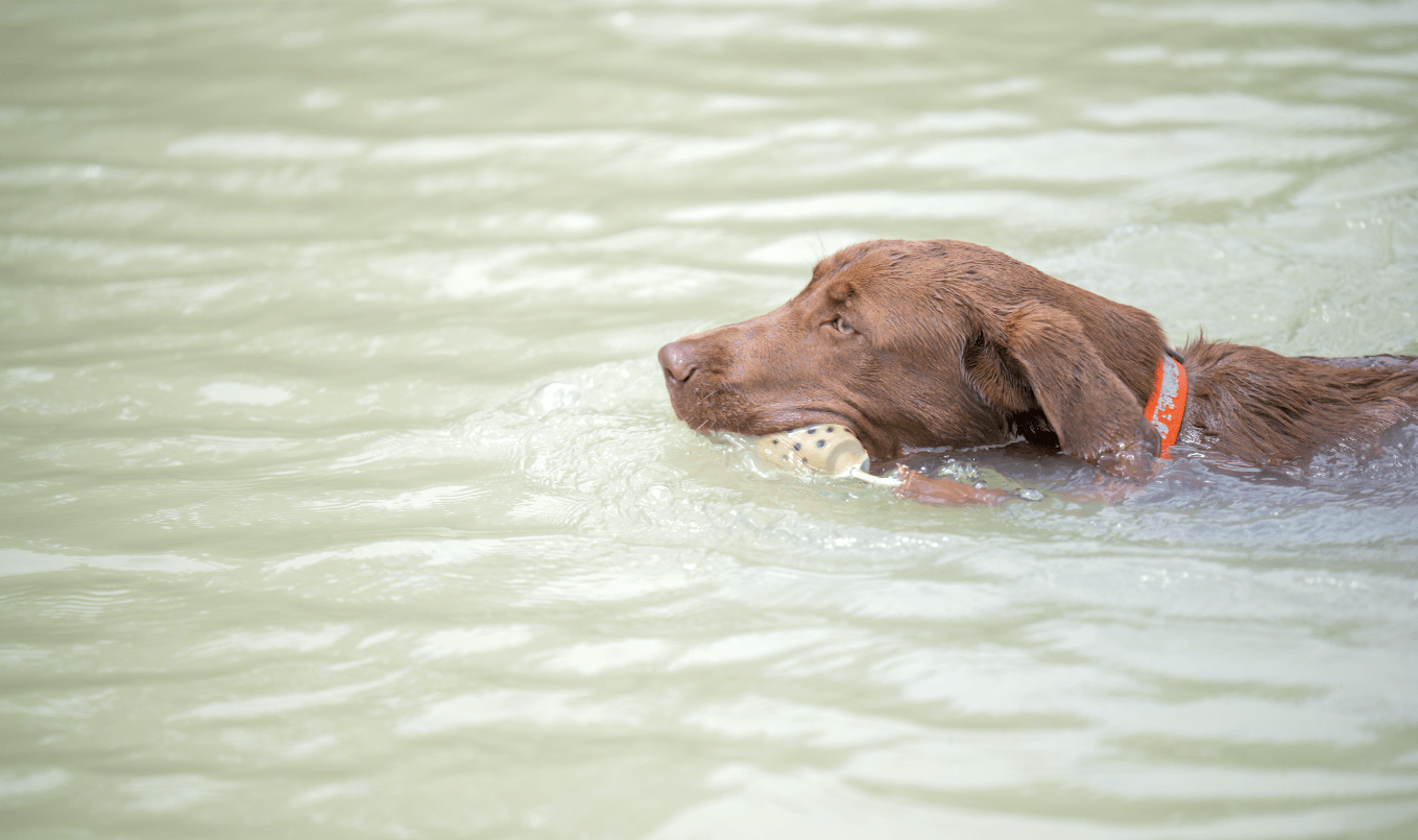 how to paddle board with your dog - swimming
