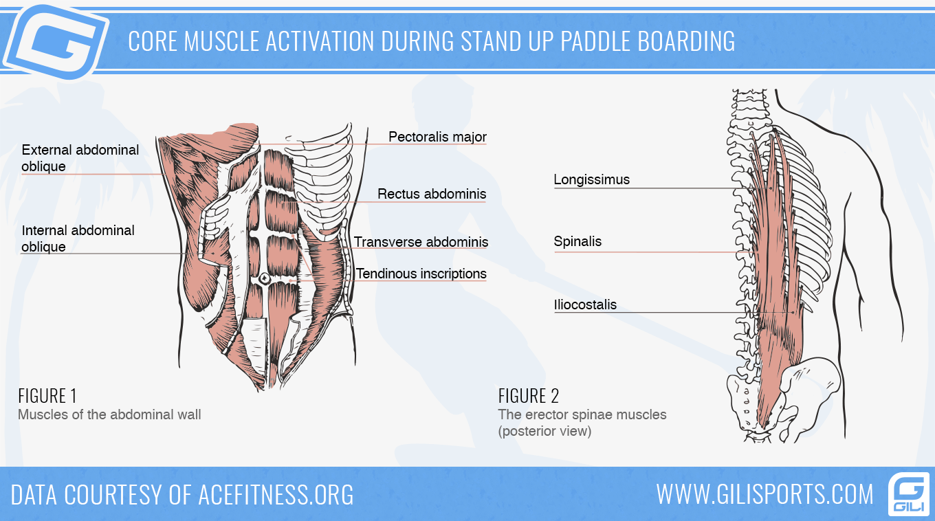 Infographic: Core Muscle Activation During Stand Up Paddle Boarding